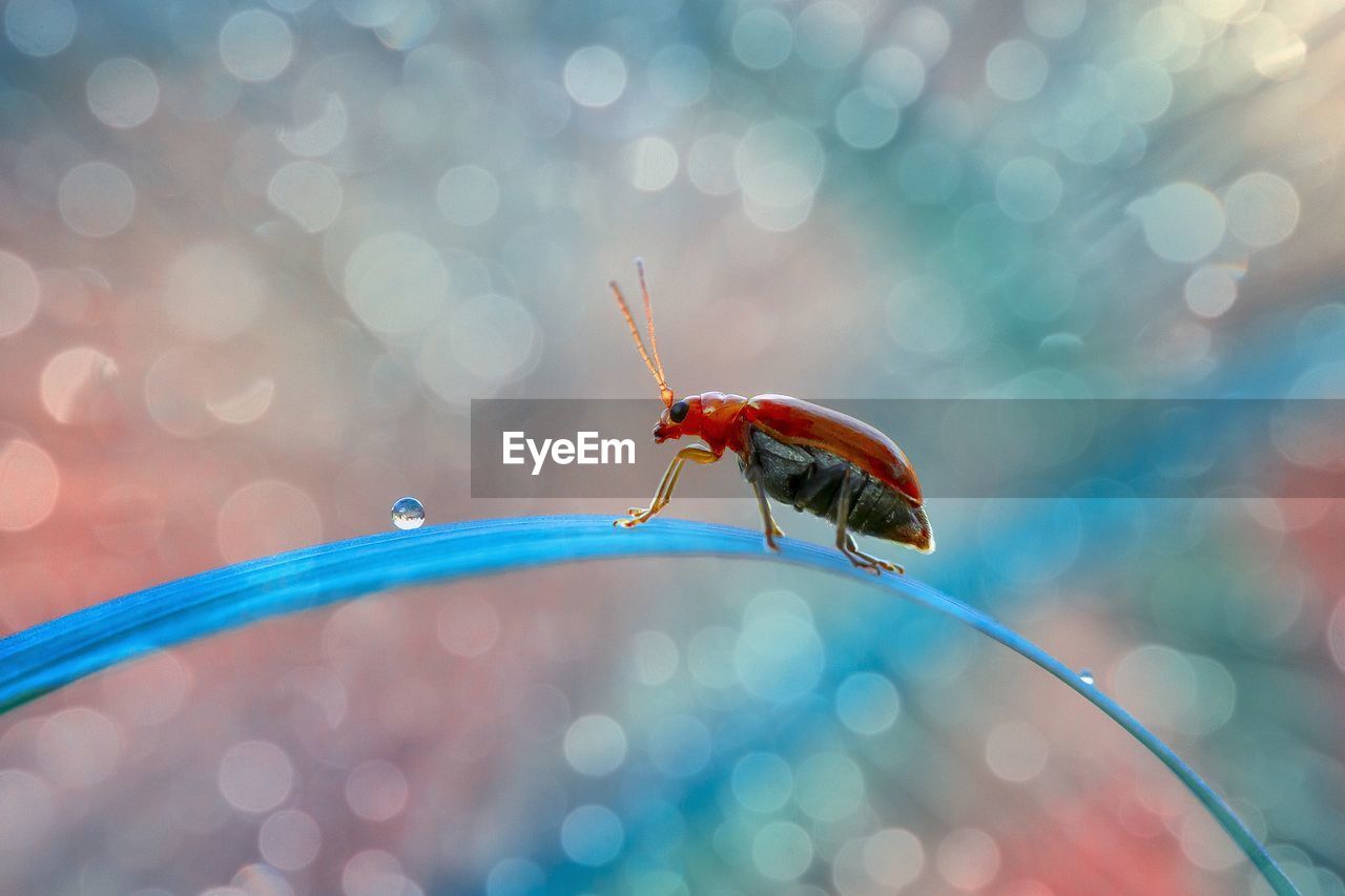 Close-up of insect on leaf