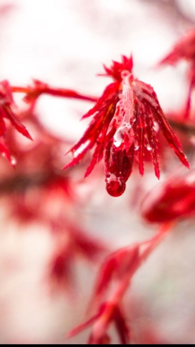 CLOSE-UP OF RED FLOWER