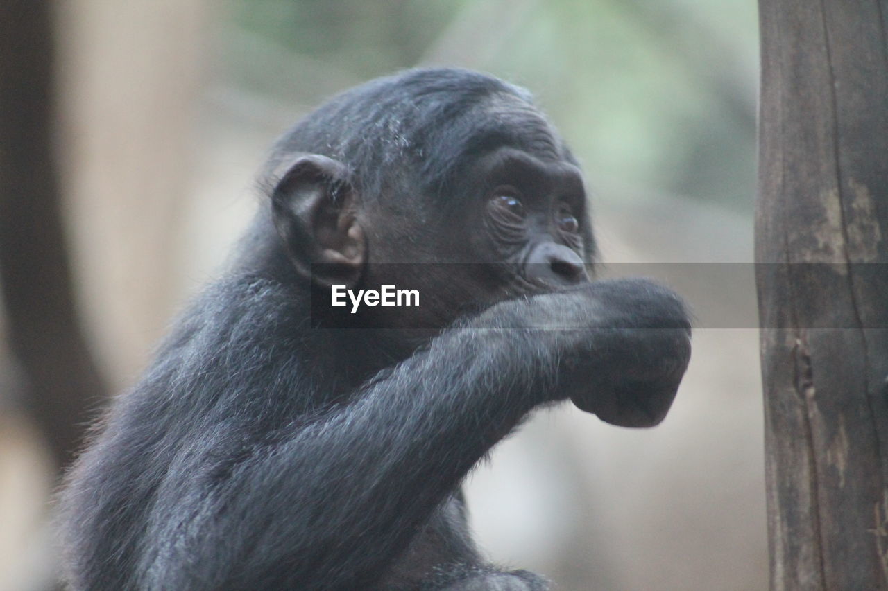 CLOSE-UP OF MONKEY LOOKING AWAY