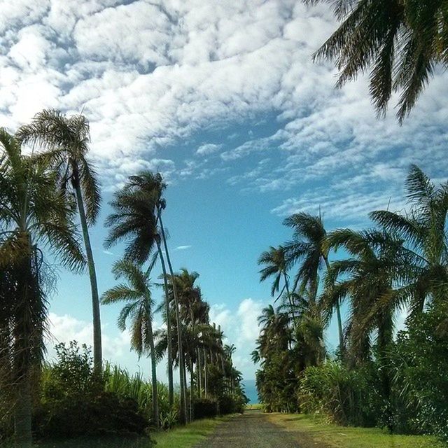 VIEW OF PALM TREES AGAINST CLOUDY SKY