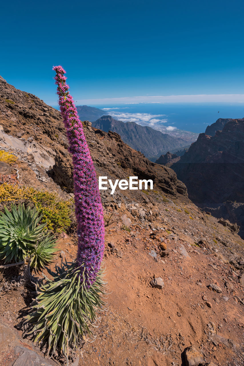 Plant growing on rock against blue sky