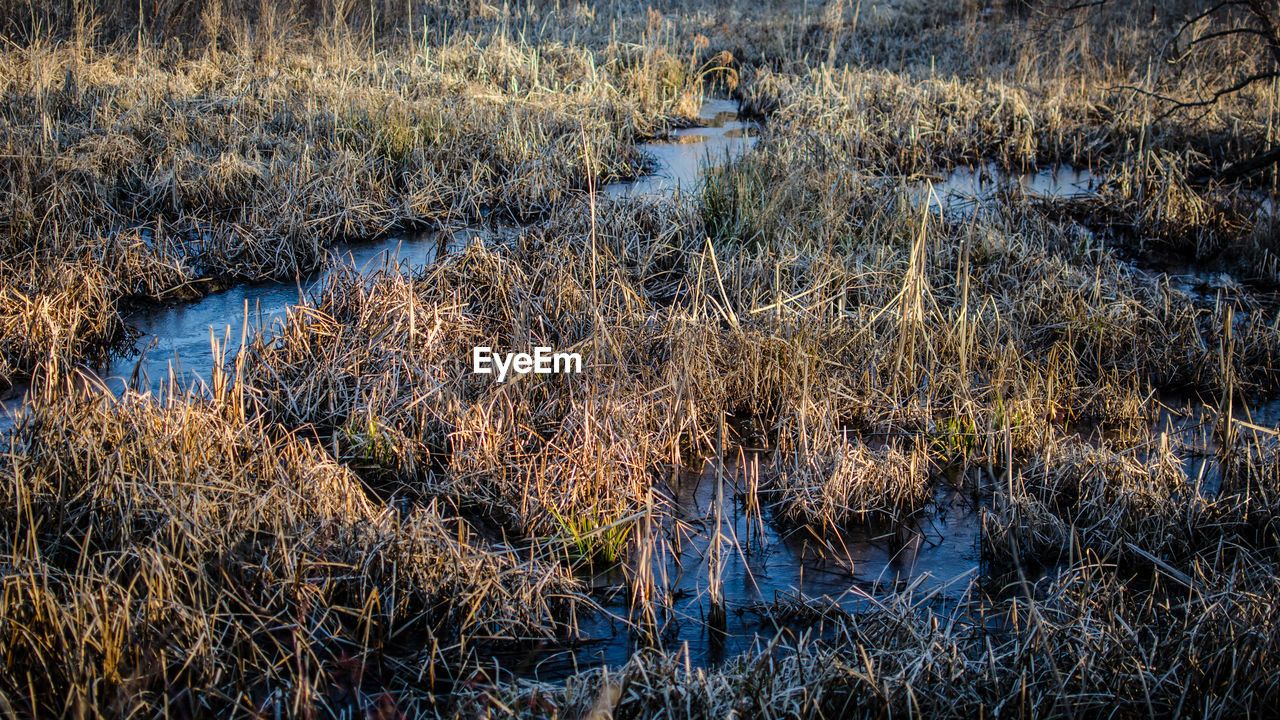 Plants growing on field by lake