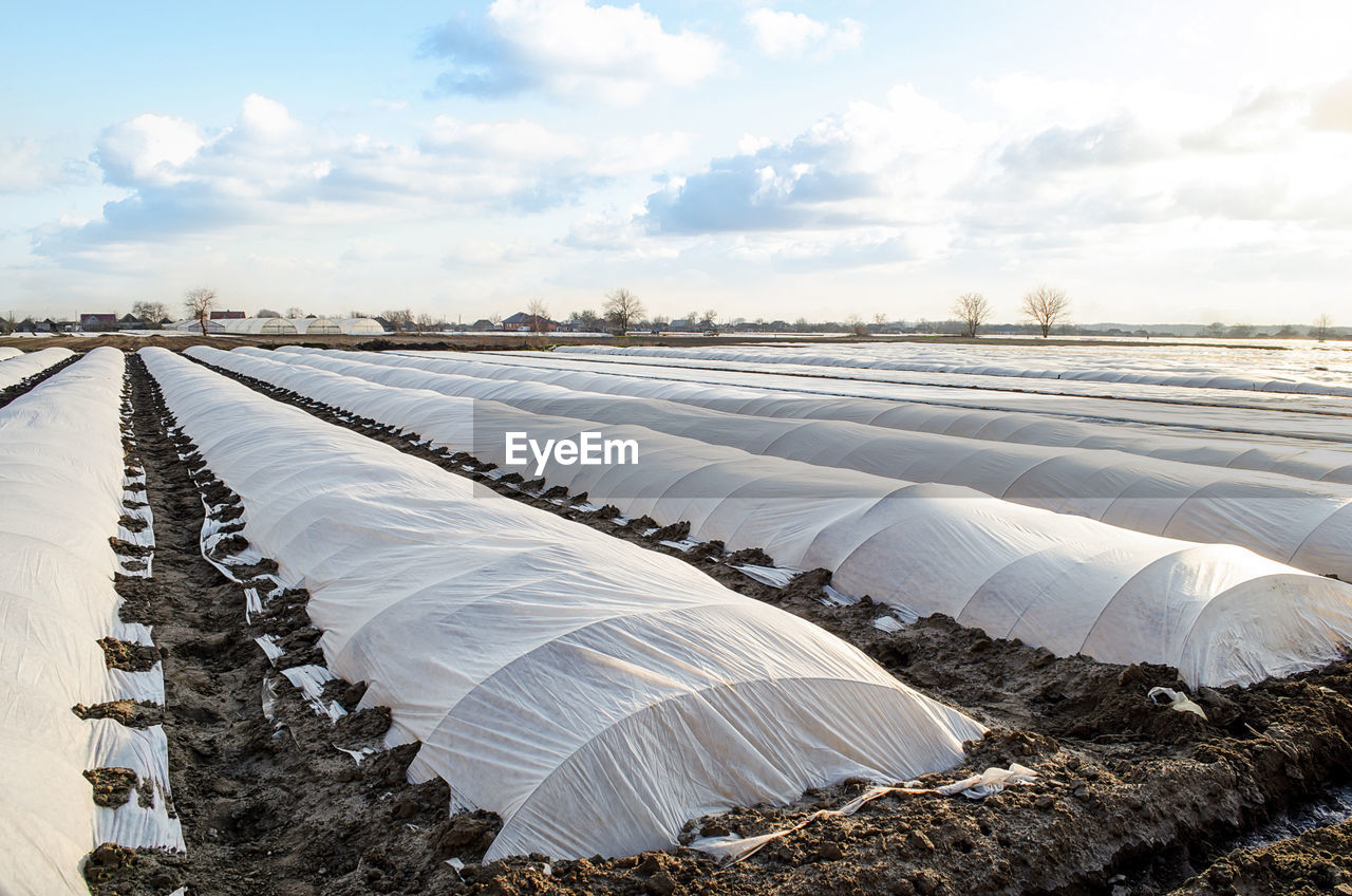 The agricultural field of the plantation is covered with spunbond and a plastic membrane 