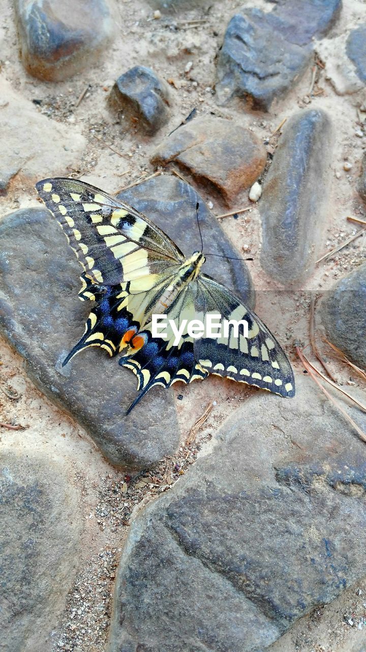 CLOSE-UP OF INSECTS ON ROCK