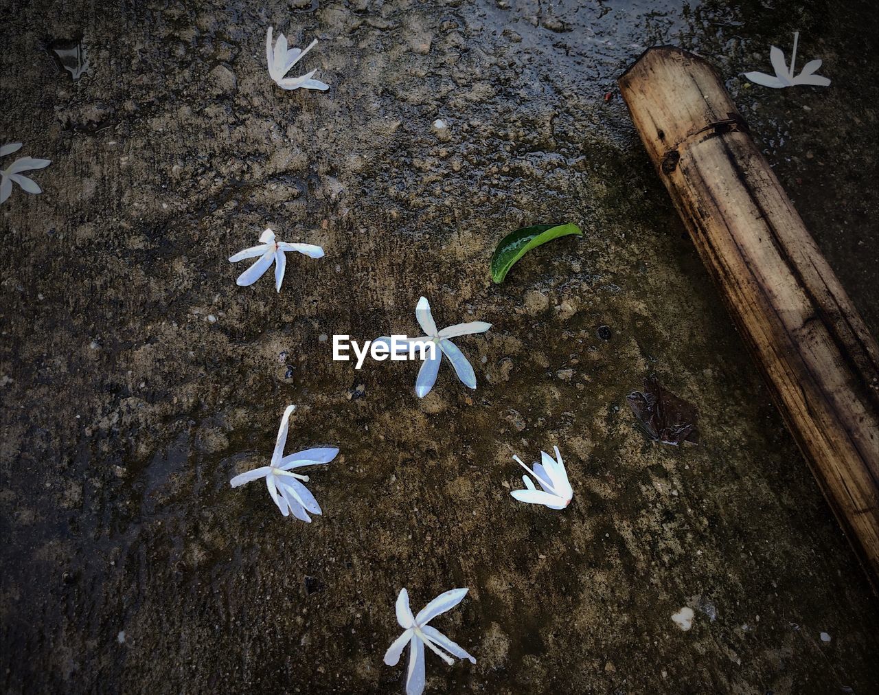 HIGH ANGLE VIEW OF WHITE FLOWERS