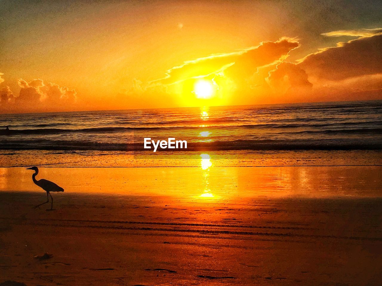 SILHOUETTE OF BIRDS ON BEACH DURING SUNSET