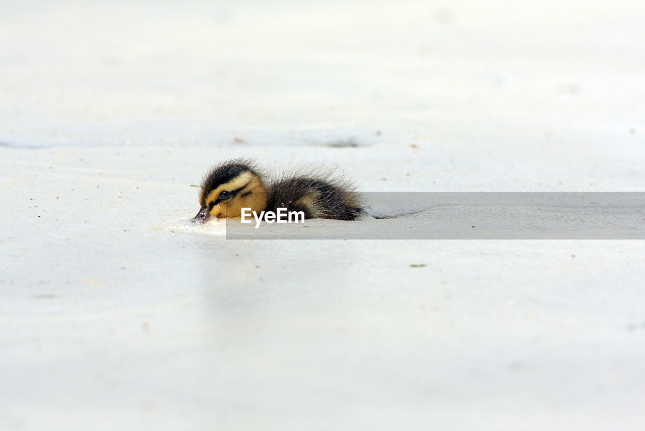 Duckling in frozen lake