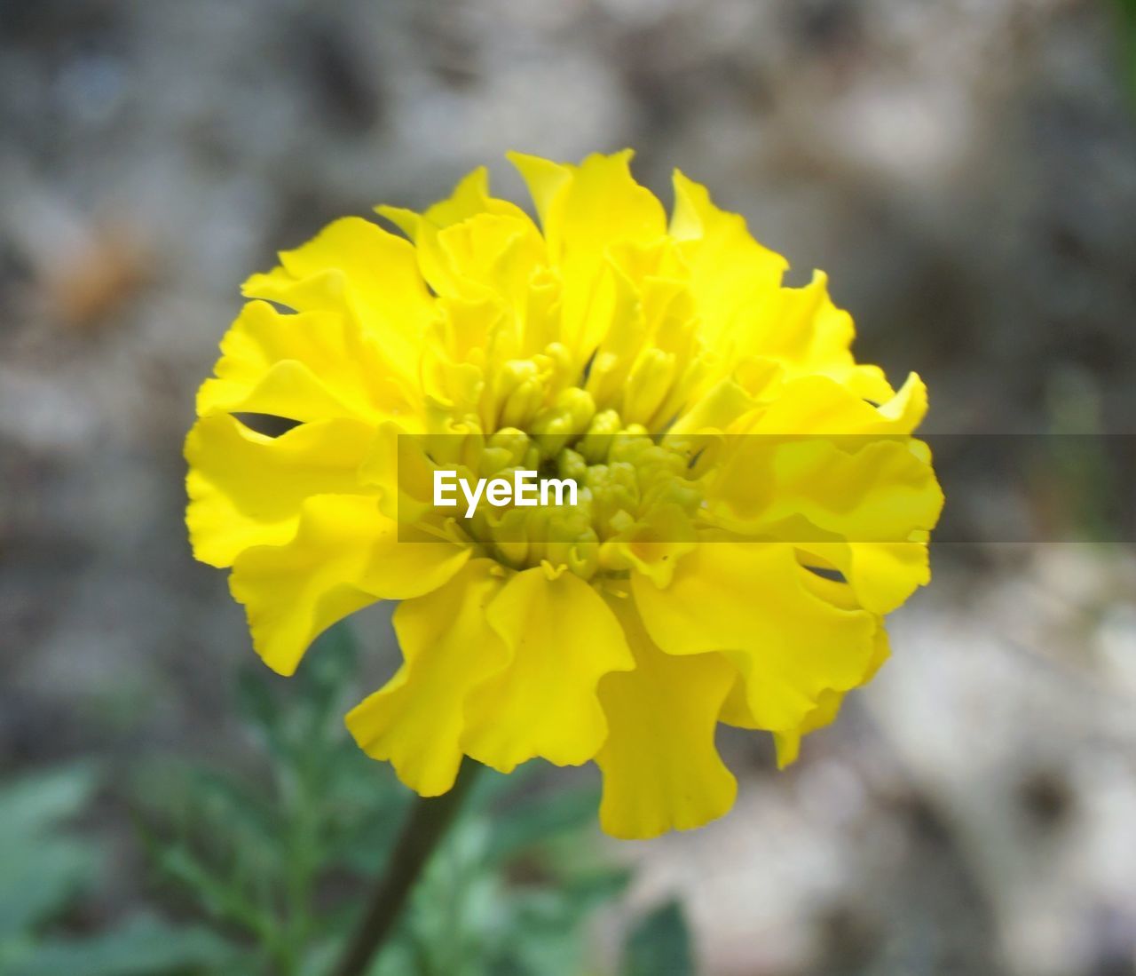 CLOSE-UP OF YELLOW FLOWERS BLOOMING