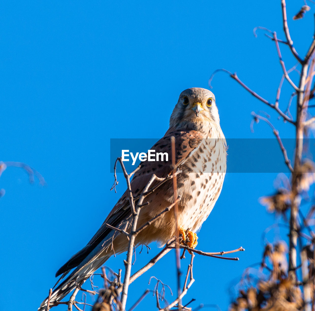 Kestrel sitting inna tree