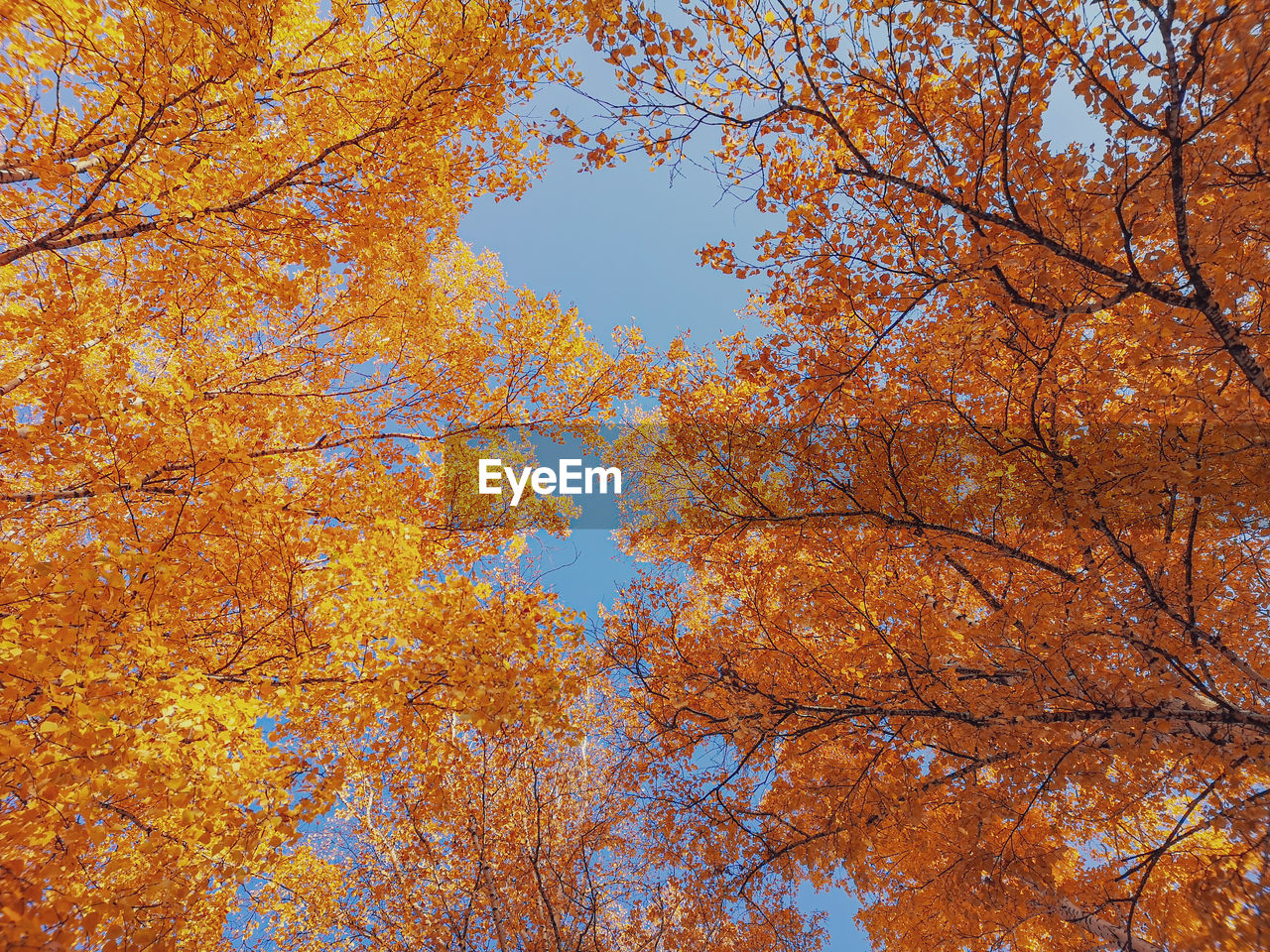 Low angle view of autumnal trees against clear sky