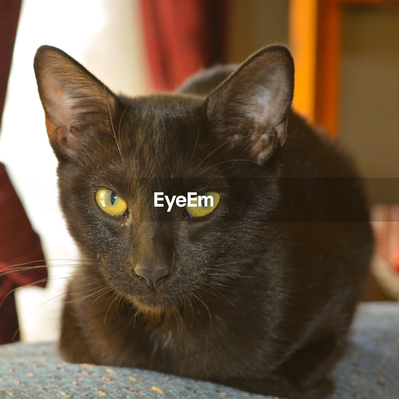 Close-up portrait of a cat