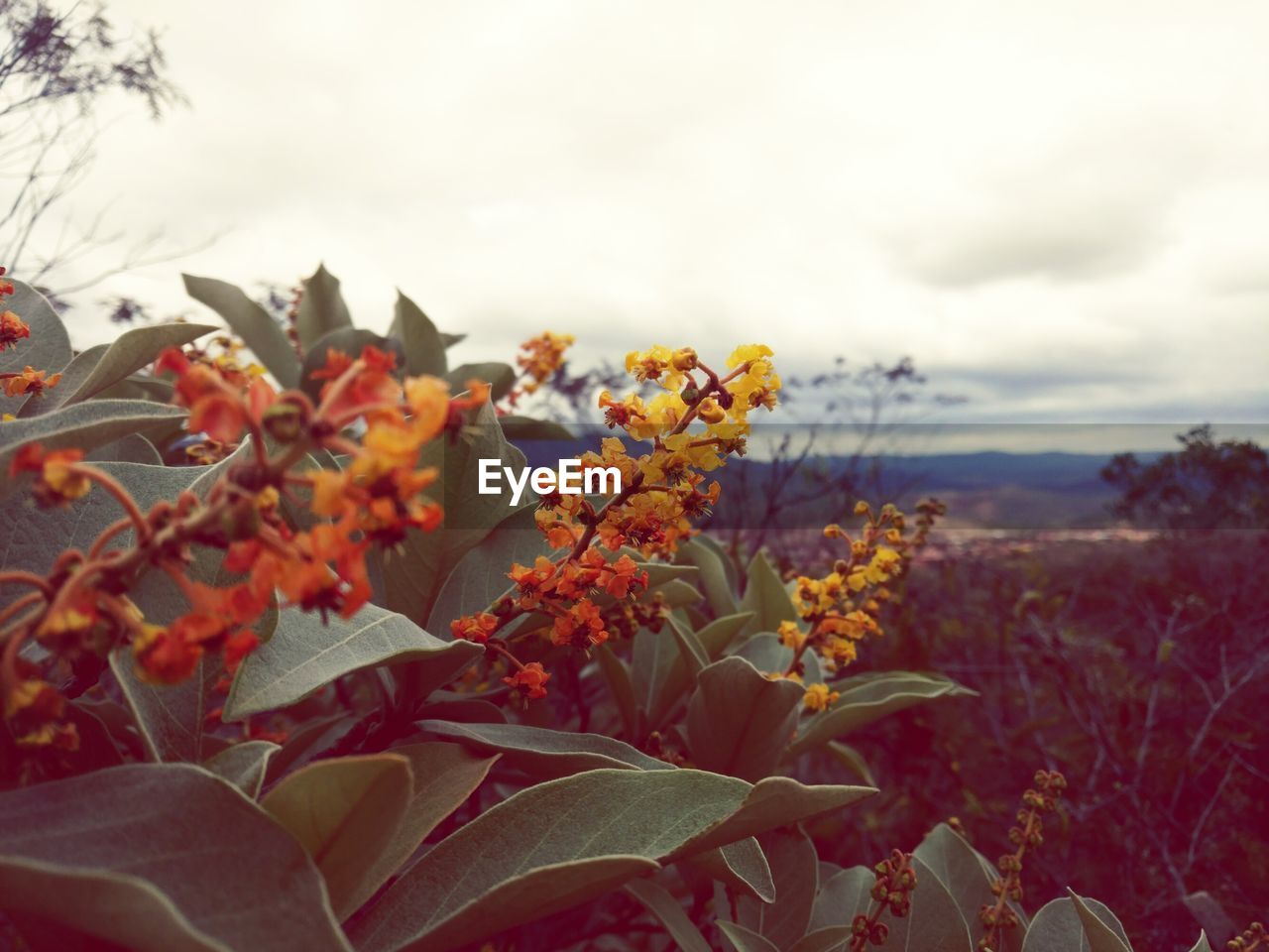 CLOSE-UP OF FLOWERS BLOOMING IN PARK AGAINST SKY