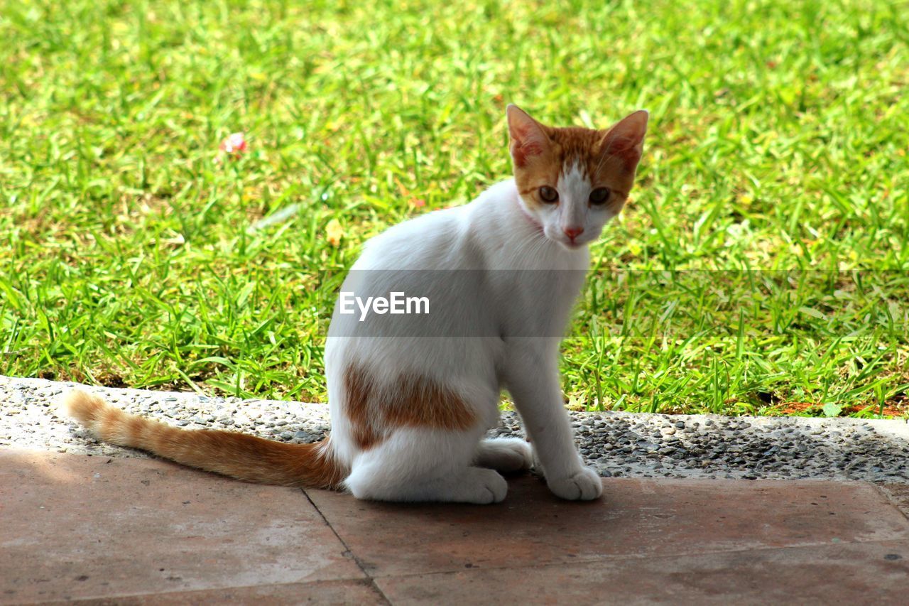 Cat sitting in a field