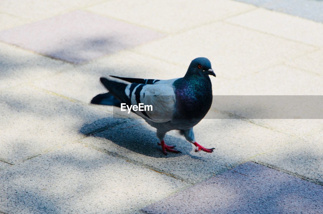 HIGH ANGLE VIEW OF PIGEON ON FOOTPATH
