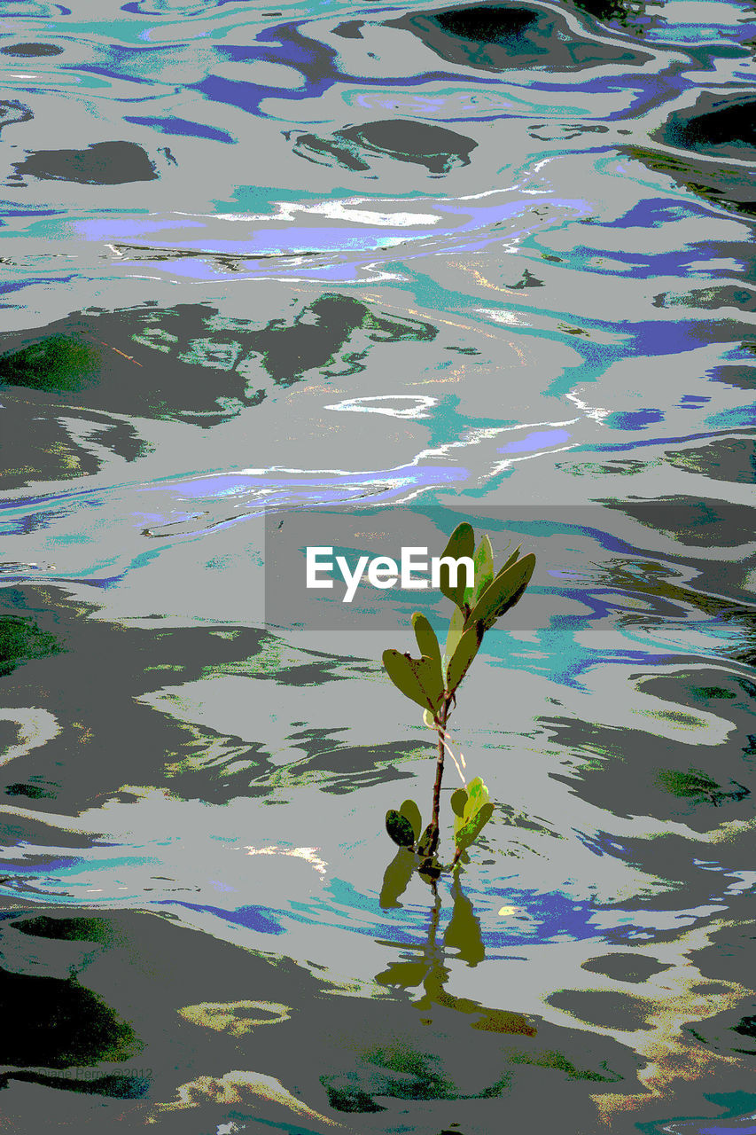 HIGH ANGLE VIEW OF LEAVES FLOATING ON WATER