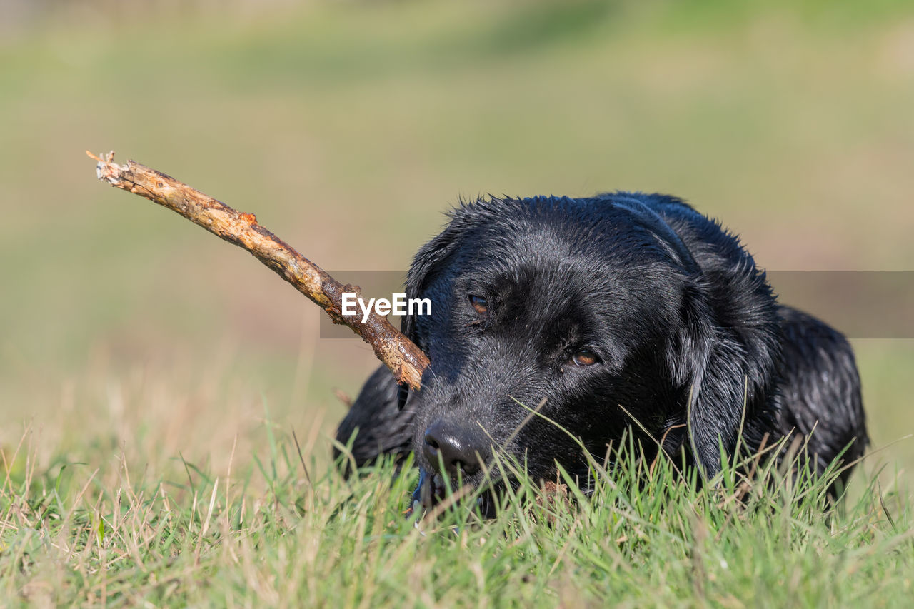 Portrait of a wet black labrador puppy playing with a stick