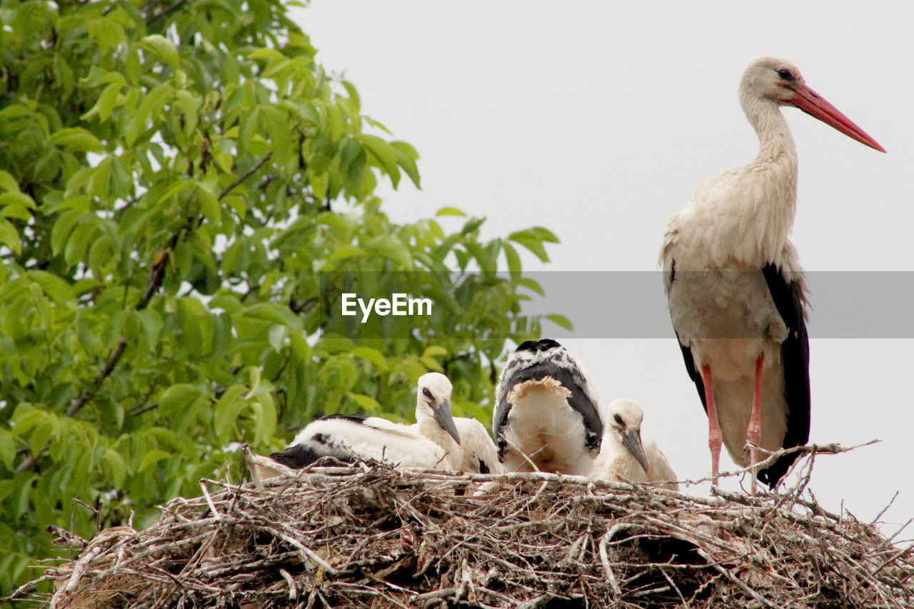 VIEW OF BIRDS PERCHING ON NEST