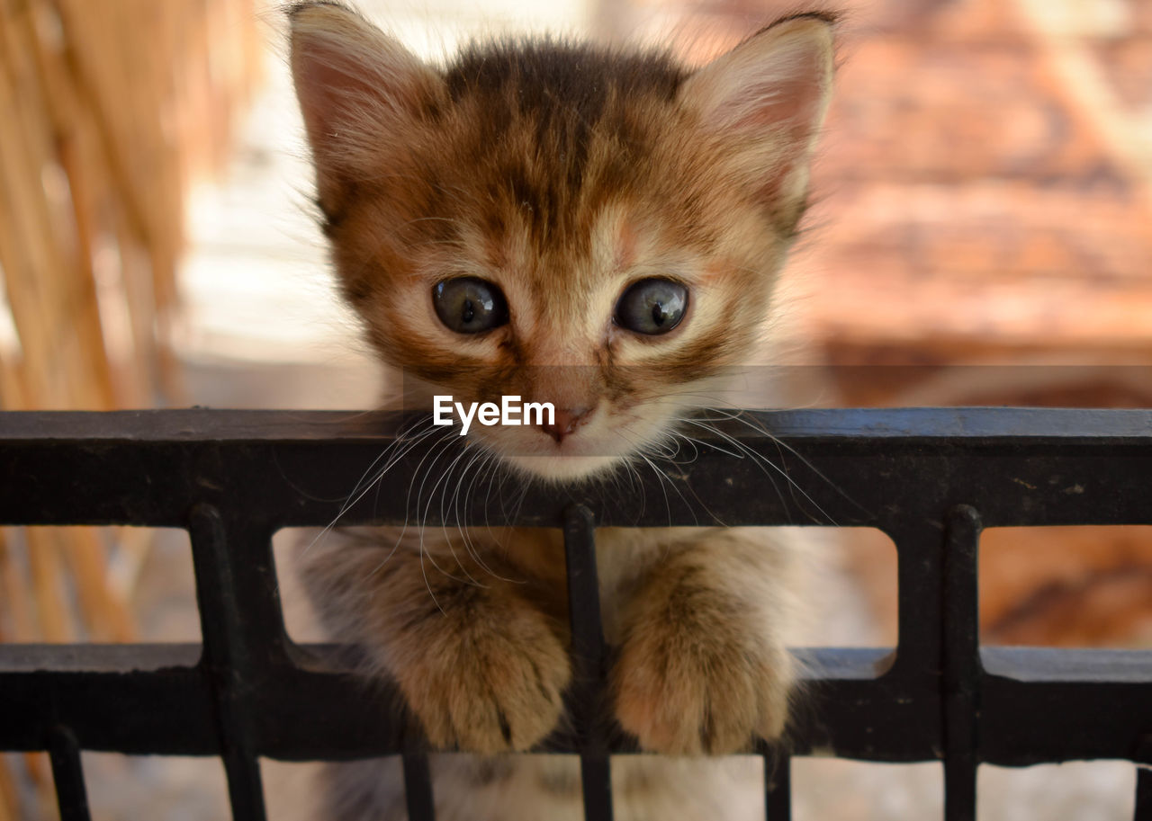 Close-up portrait of a cat