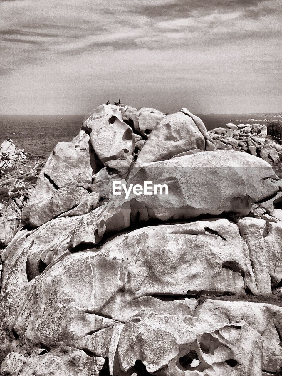 CLOSE-UP OF LIZARD ON ROCK IN SEA
