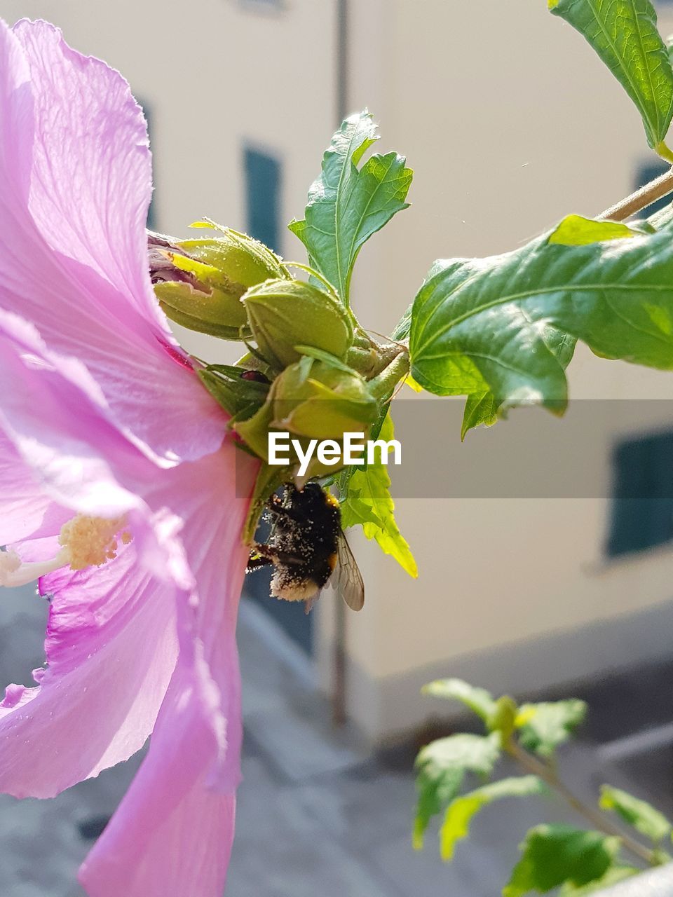 CLOSE-UP OF HONEY BEE ON PURPLE FLOWER