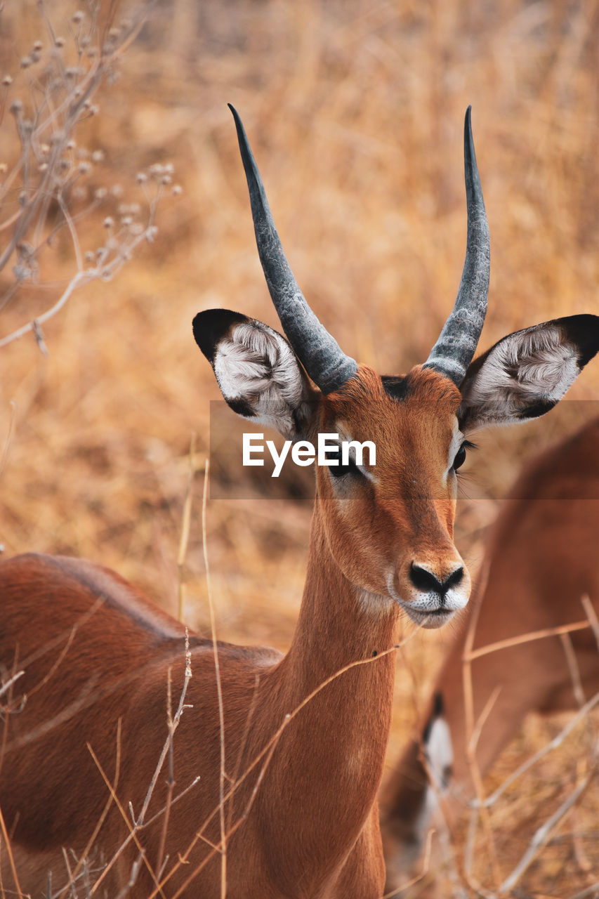 Close-up of antelope in african desert