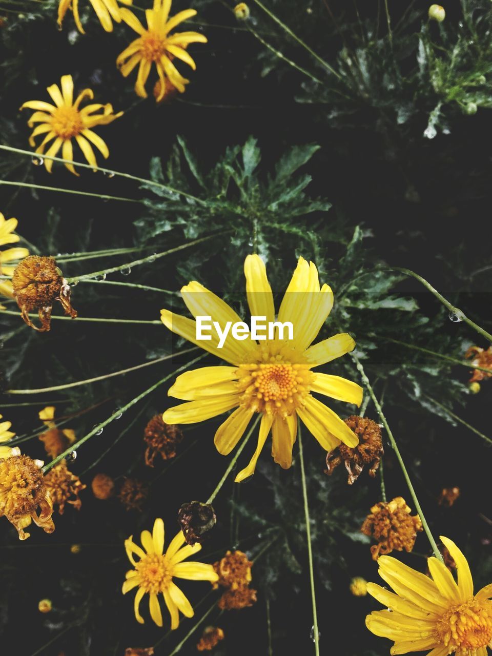 CLOSE-UP OF YELLOW DAISY FLOWERS