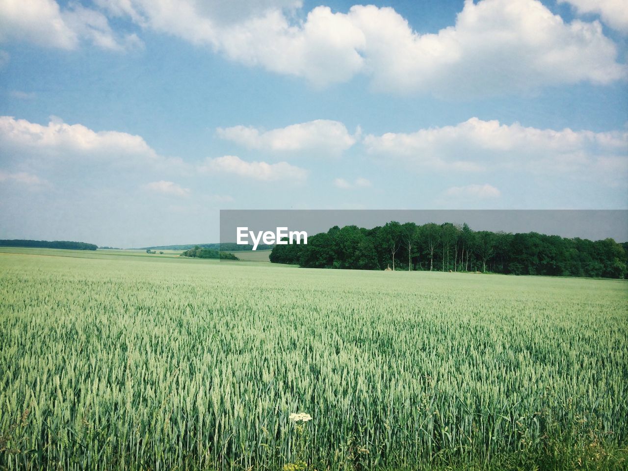 View of green fields against clouds