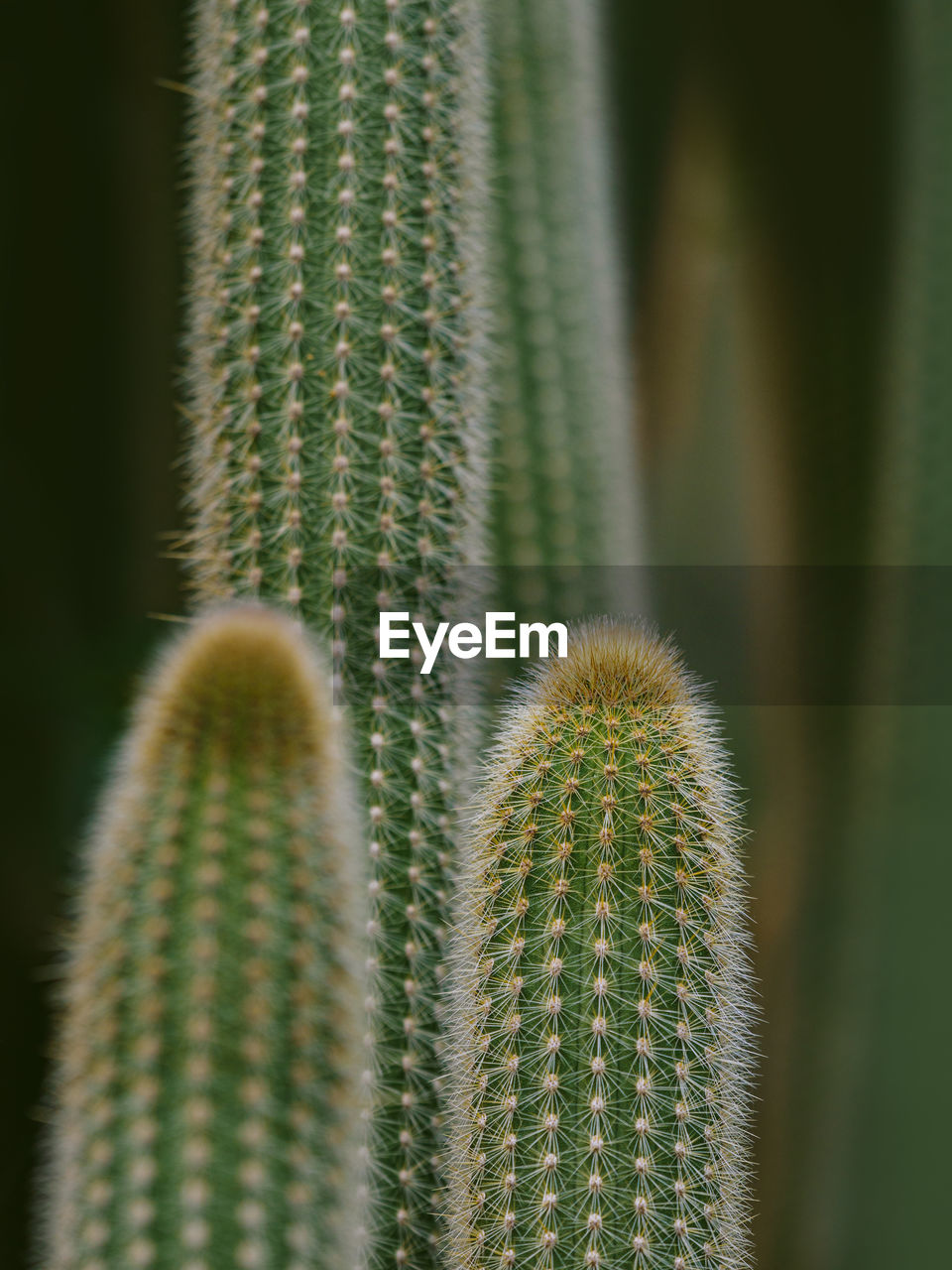 Close-up of succulent plant