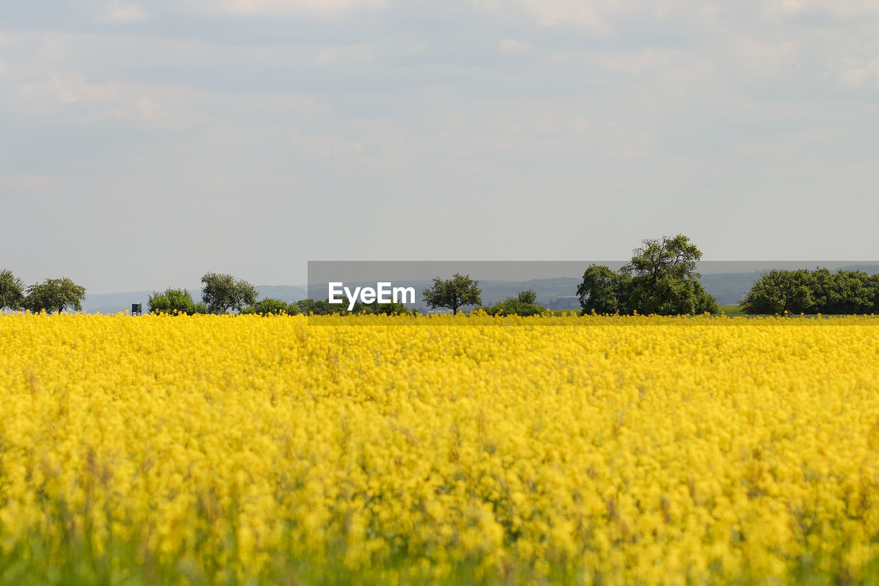 Scenic view of oilseed rape field against sky