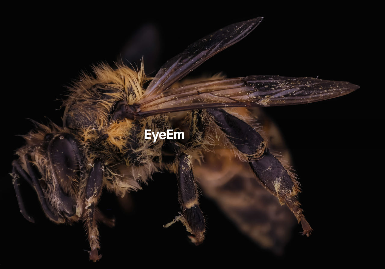 Close-up of bee against black background