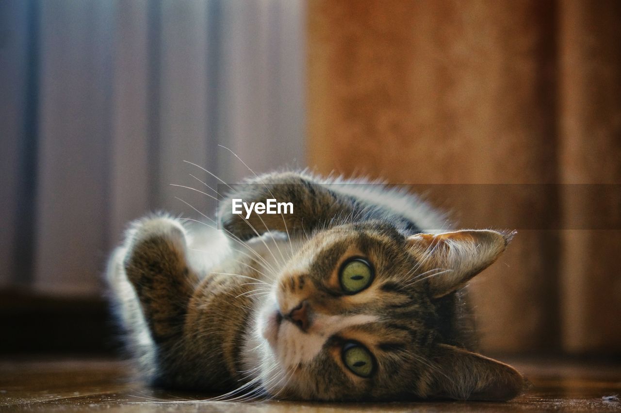 Close-up of cat lying on table at home. looking at camera.