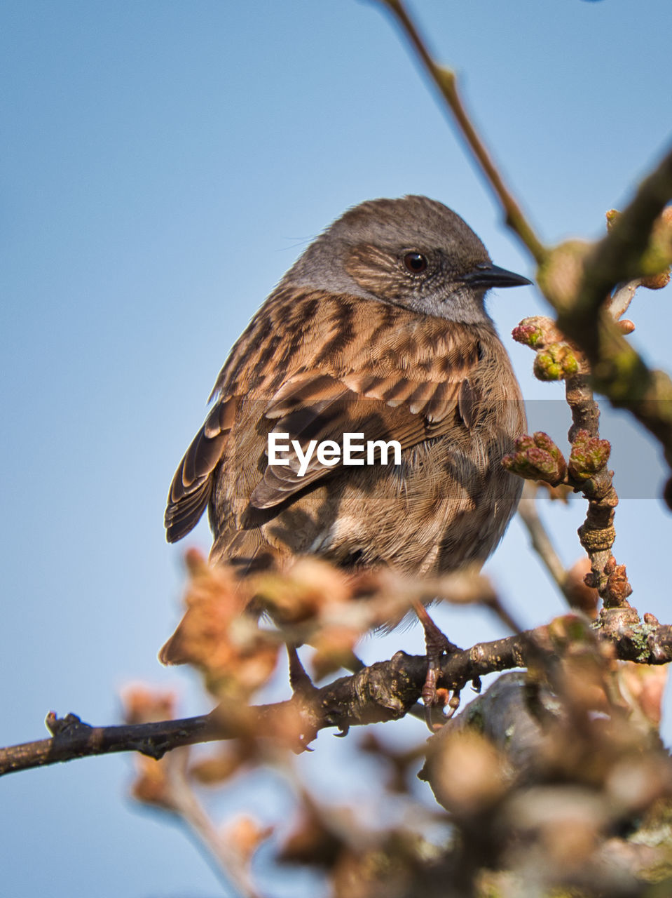 CLOSE-UP OF BIRD PERCHING ON BRANCH