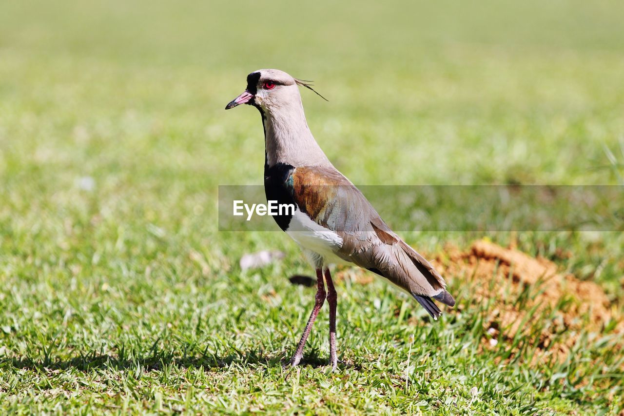 Close-up of southern lapwing perching on grassy field