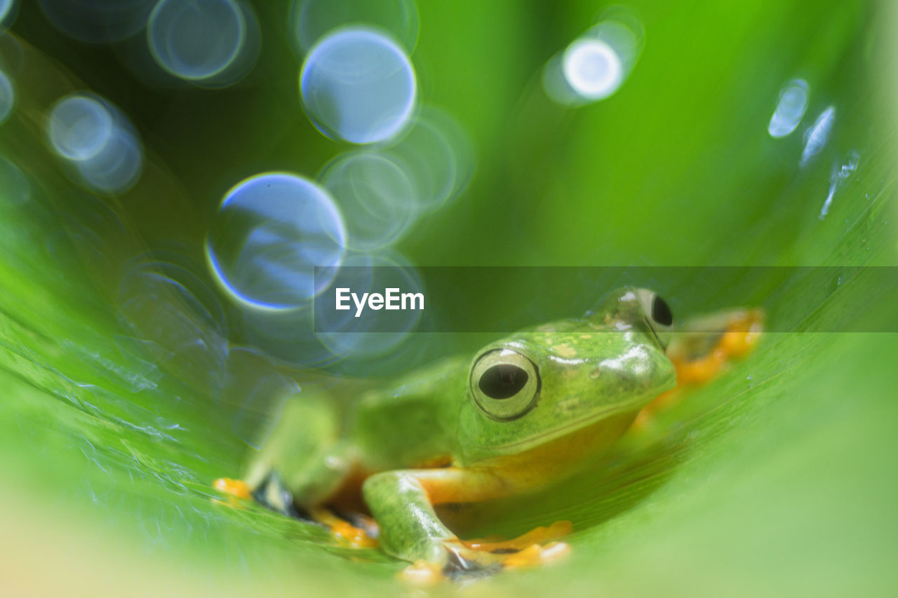 CLOSE-UP OF FROG SWIMMING