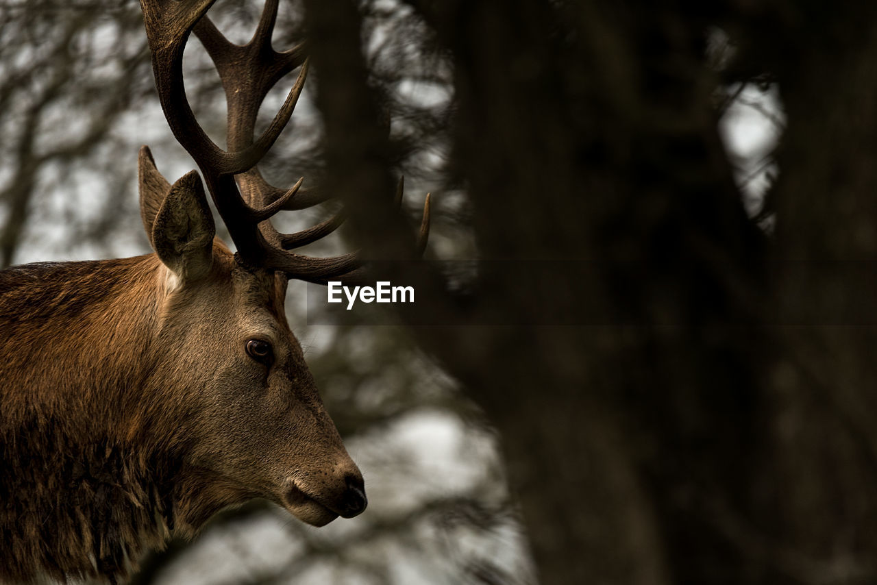 CLOSE-UP OF DEER AGAINST TREES