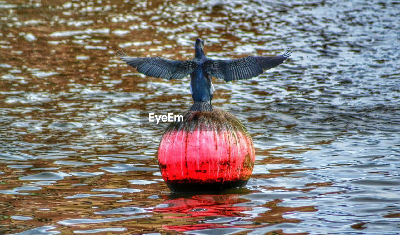 Bird perching on red buoy