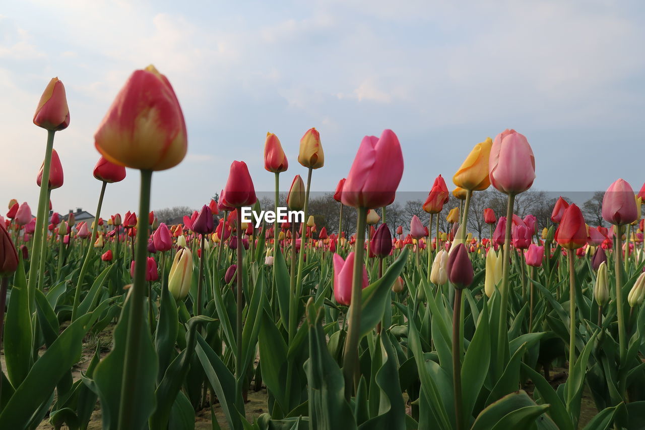 CLOSE-UP OF TULIPS IN FIELD