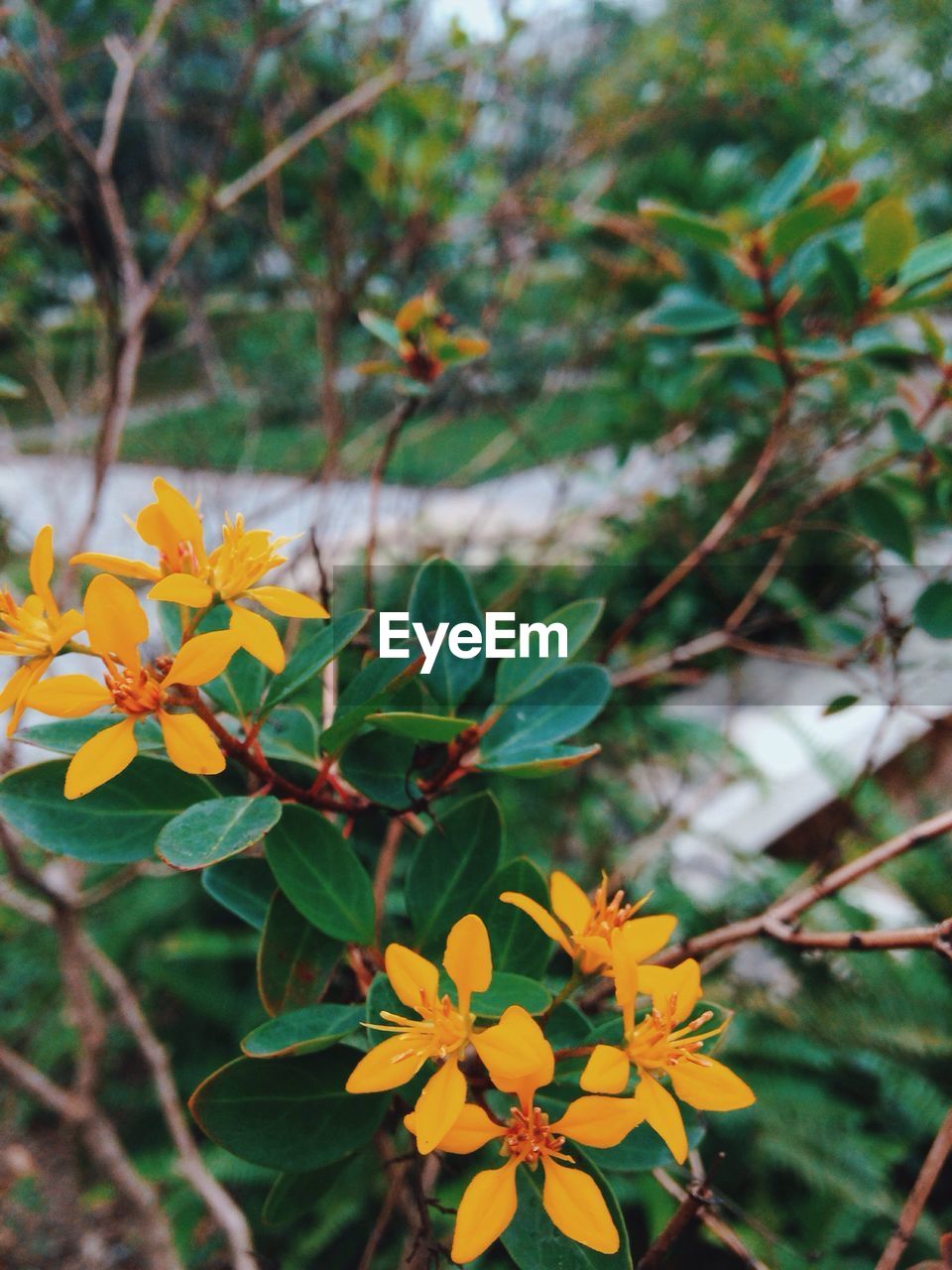 CLOSE-UP OF YELLOW FLOWERS BLOOMING