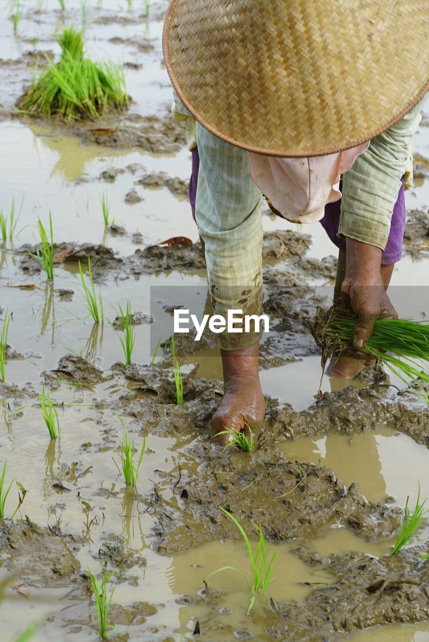 Farmer working on rice paddy