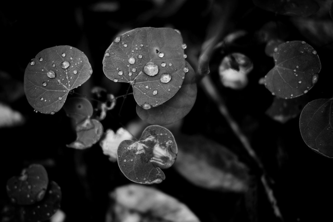 Close-up of wet plants