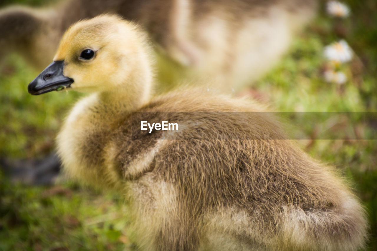 SIDE VIEW OF A BIRD ON FIELD