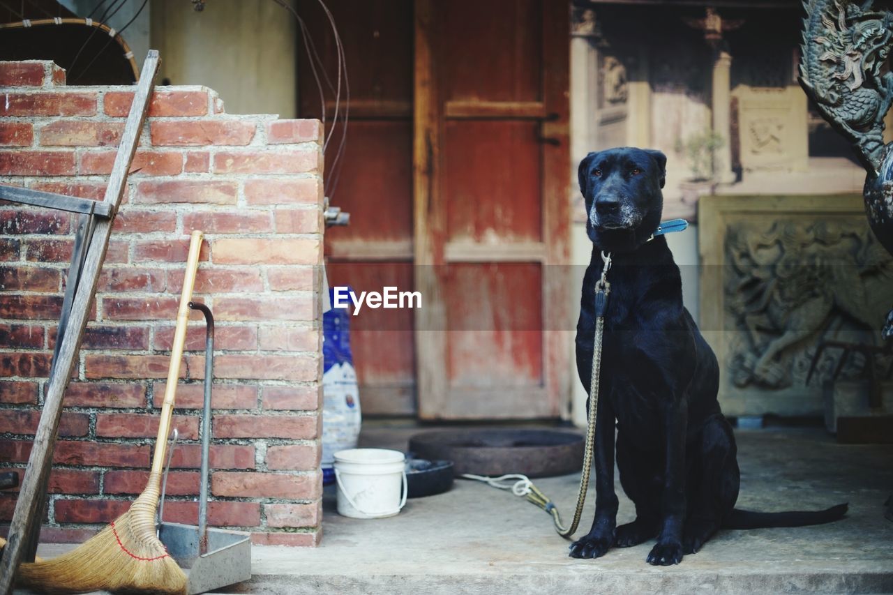 Dog sitting at entrance