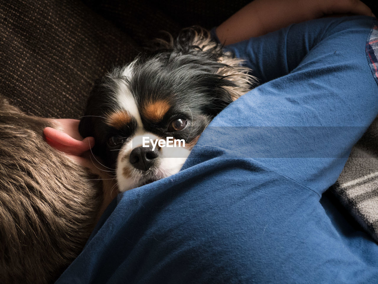 CLOSE-UP OF DOG RELAXING ON HAND