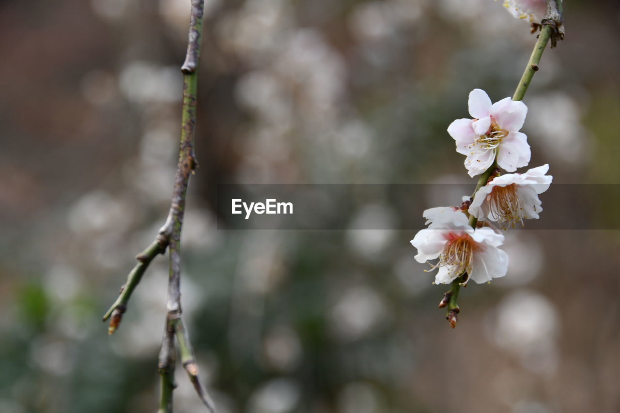 plant, flower, flowering plant, freshness, tree, blossom, beauty in nature, fragility, springtime, growth, branch, nature, close-up, focus on foreground, white, produce, spring, twig, flower head, petal, inflorescence, no people, macro photography, cherry blossom, food, fruit, day, outdoors, botany, food and drink, fruit tree, selective focus, pollen, almond tree, cherry tree, apple tree