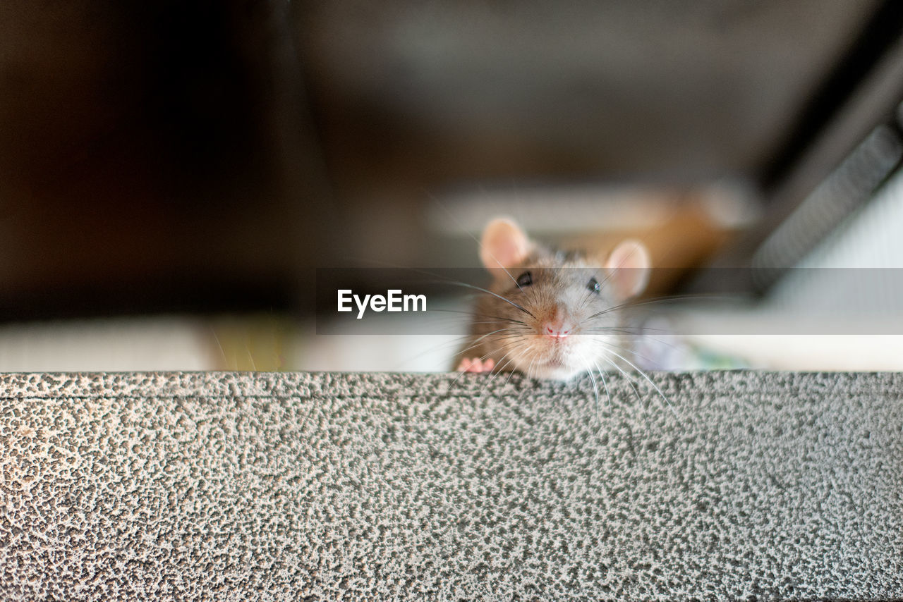animal themes, animal, one animal, mammal, rodent, pet, domestic animals, animal wildlife, indoors, mouse, no people, cute, whiskers, animal body part, portrait, muridae, close-up, skin, rat, hamster, looking at camera, focus on foreground