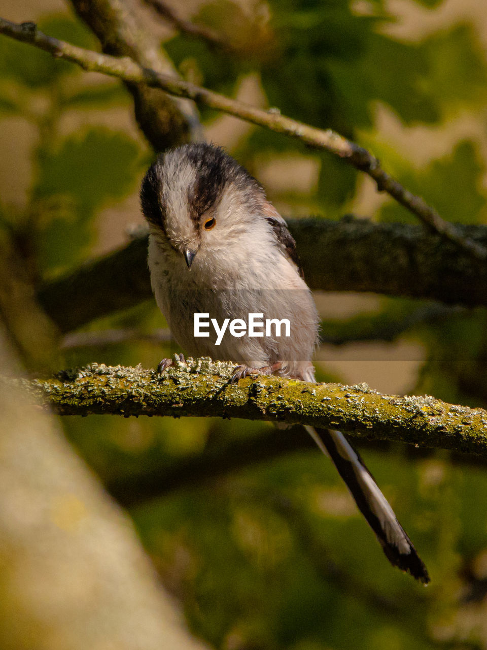 Close-up of bird perching on branch