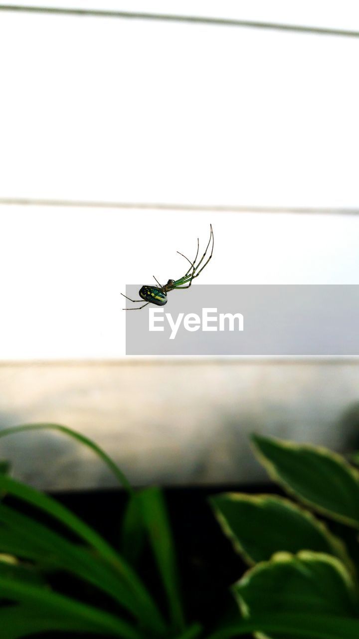 VIEW OF SPIDER ON PLANT