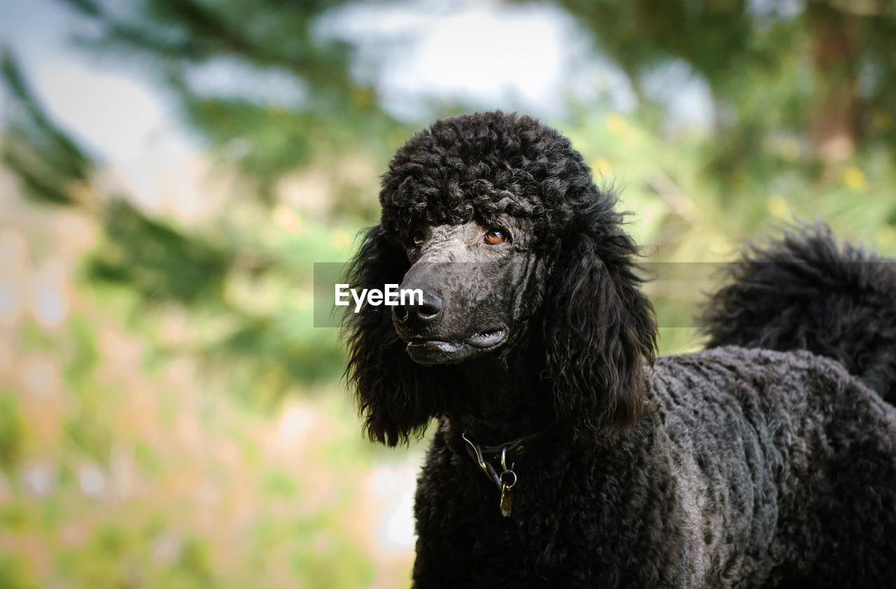 CLOSE-UP PORTRAIT OF DOG