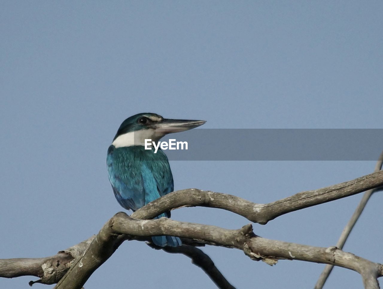 LOW ANGLE VIEW OF BIRD PERCHING ON BRANCH