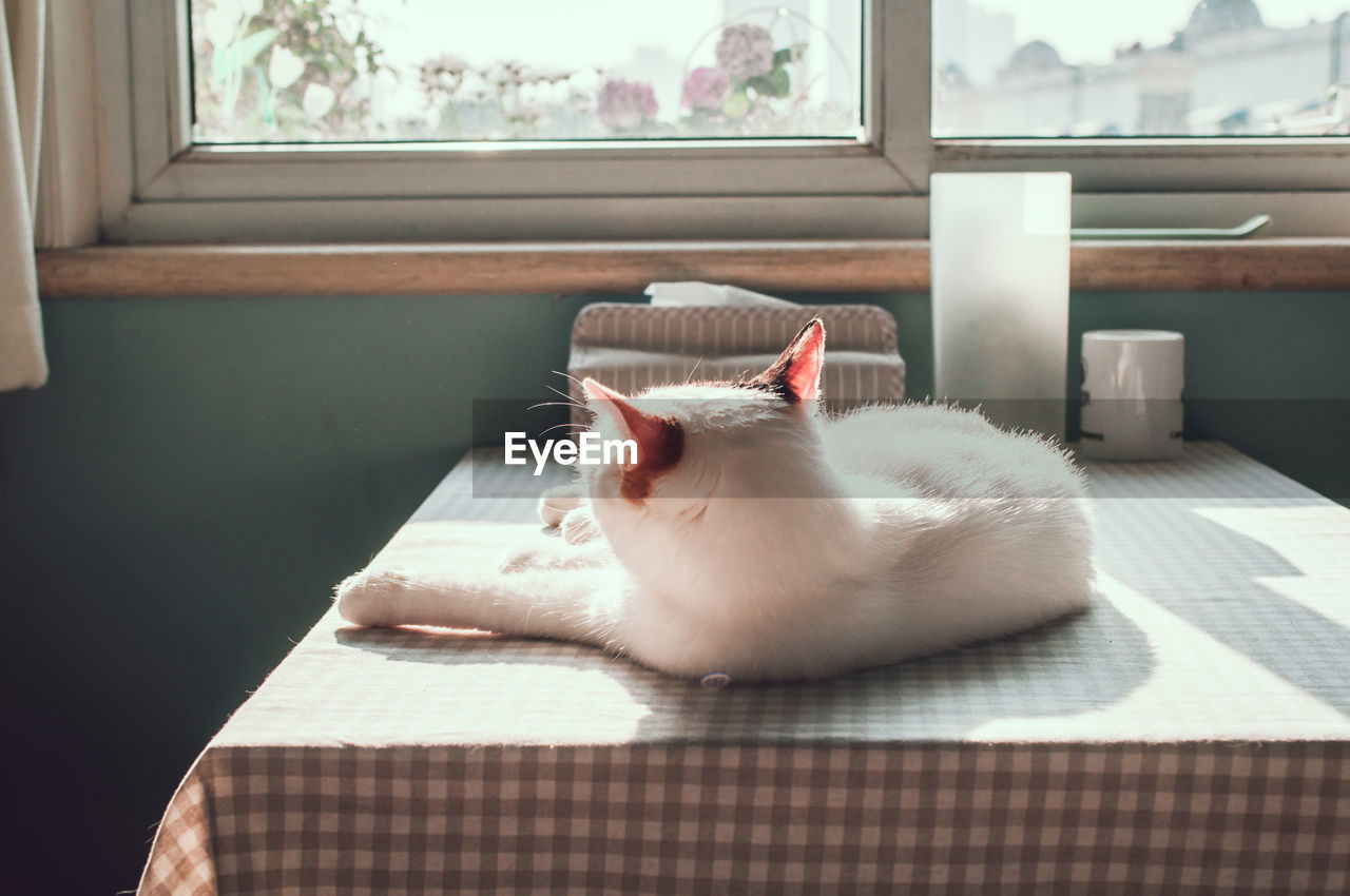 Cat lying on dining table at home